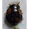 Adalia decempunctata (Linnaeus, 1758) Biedronka dziesięciokropka